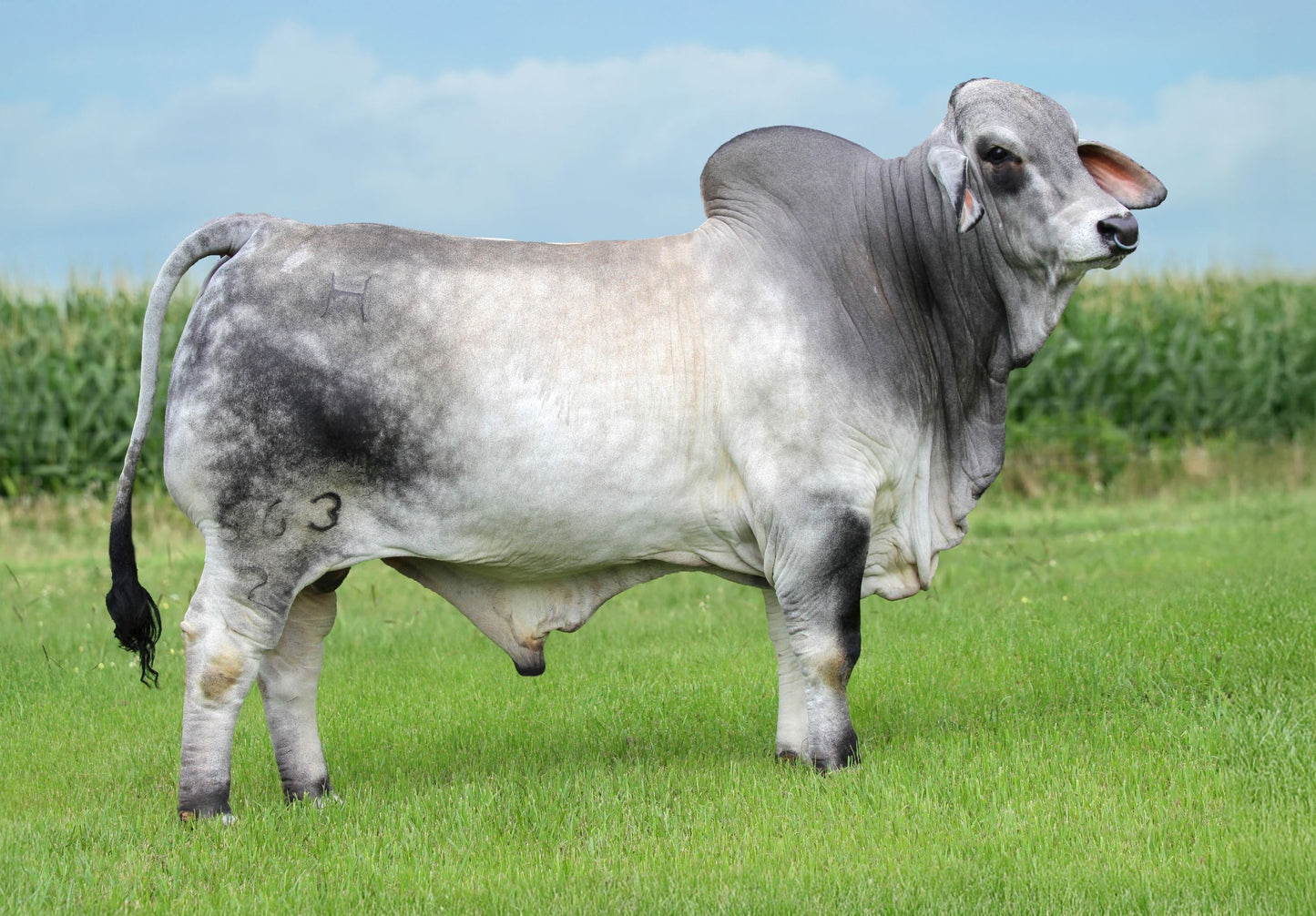 Mr H Madison Manso 563/2 (1047172) ET