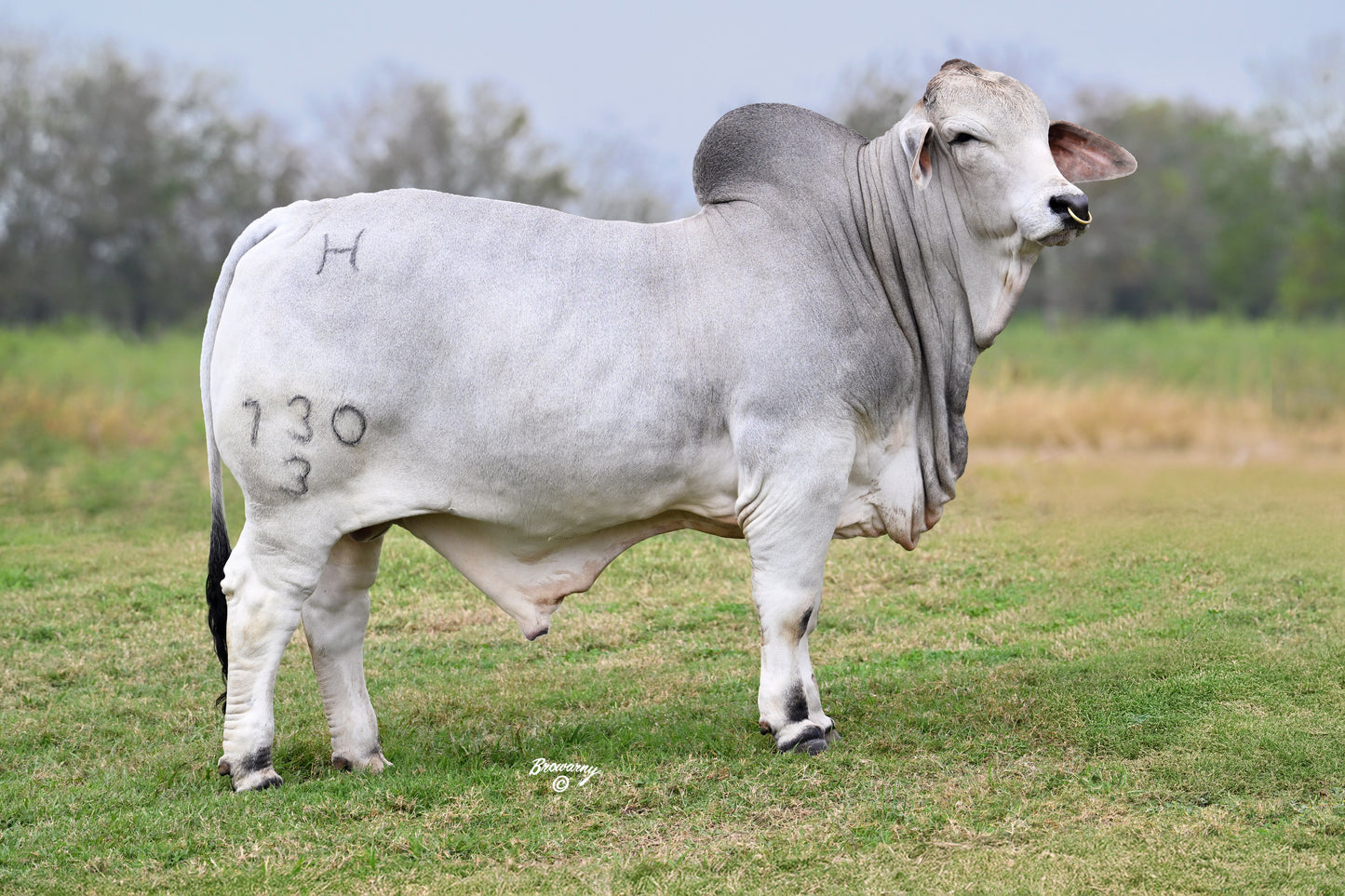 Mr H Baby Bull Manso 730/3 (1069073) AI