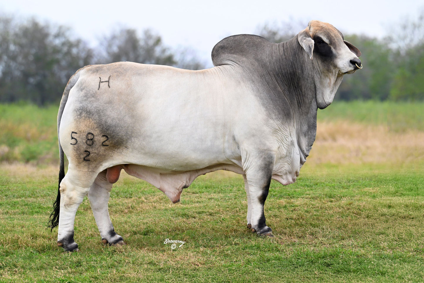 Mr H Li Manso 582/2 (1053848) AI