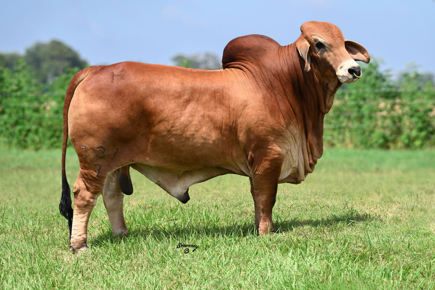 Mr H Rafael Rojo 731/3 (1073319) AI