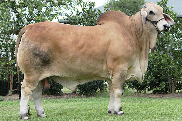 +Mr H Vega Manso 301/2 (911185) AI