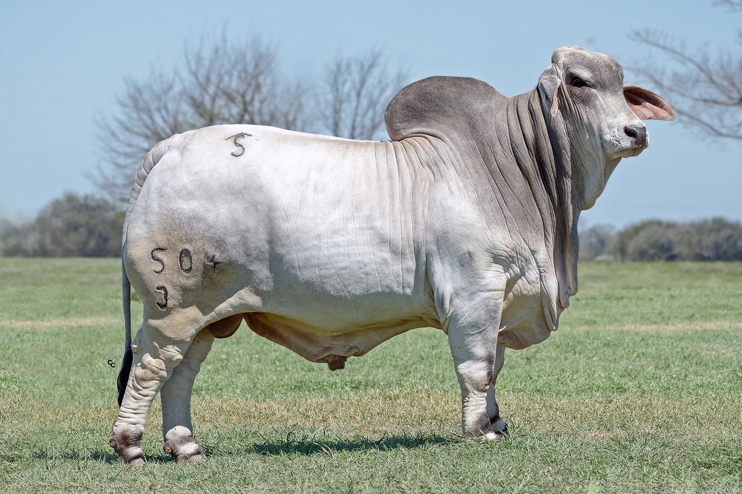 Mr SNS Moose 504/3 (1072515) ET