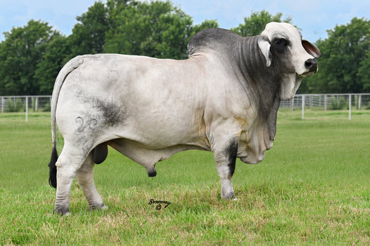 Mr H Ocu Manso 936/6 (953111) AI