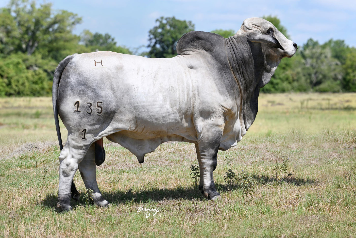 Mr 4F Polled Texan (P) 135/1 (1035615)