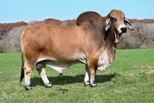 +Mr H Bubba Rojo 66/7 (958640) AI