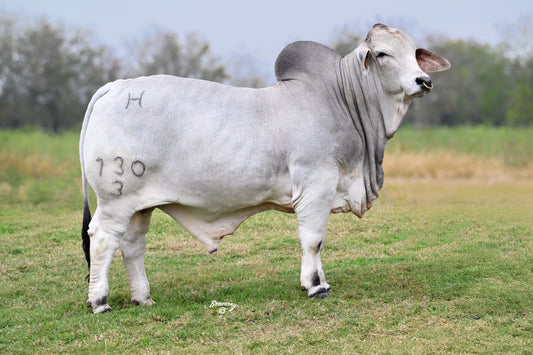 Mr H Baby Bull Manso 730/3 (1069073) AI