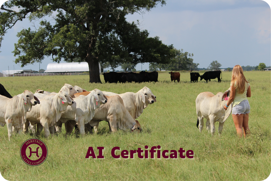 AI Certificate