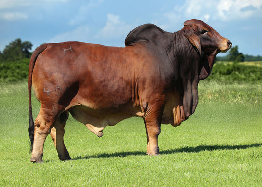 Mr H Sargent Rojo 499/1 (1035286) AI